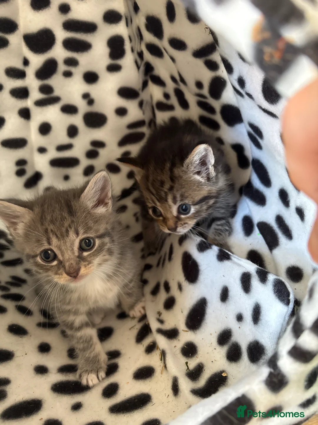 Mixed Breed cats for sale: 1 left!!! Siberian x domestic kittens 🐈‍⬛  - Advert 1