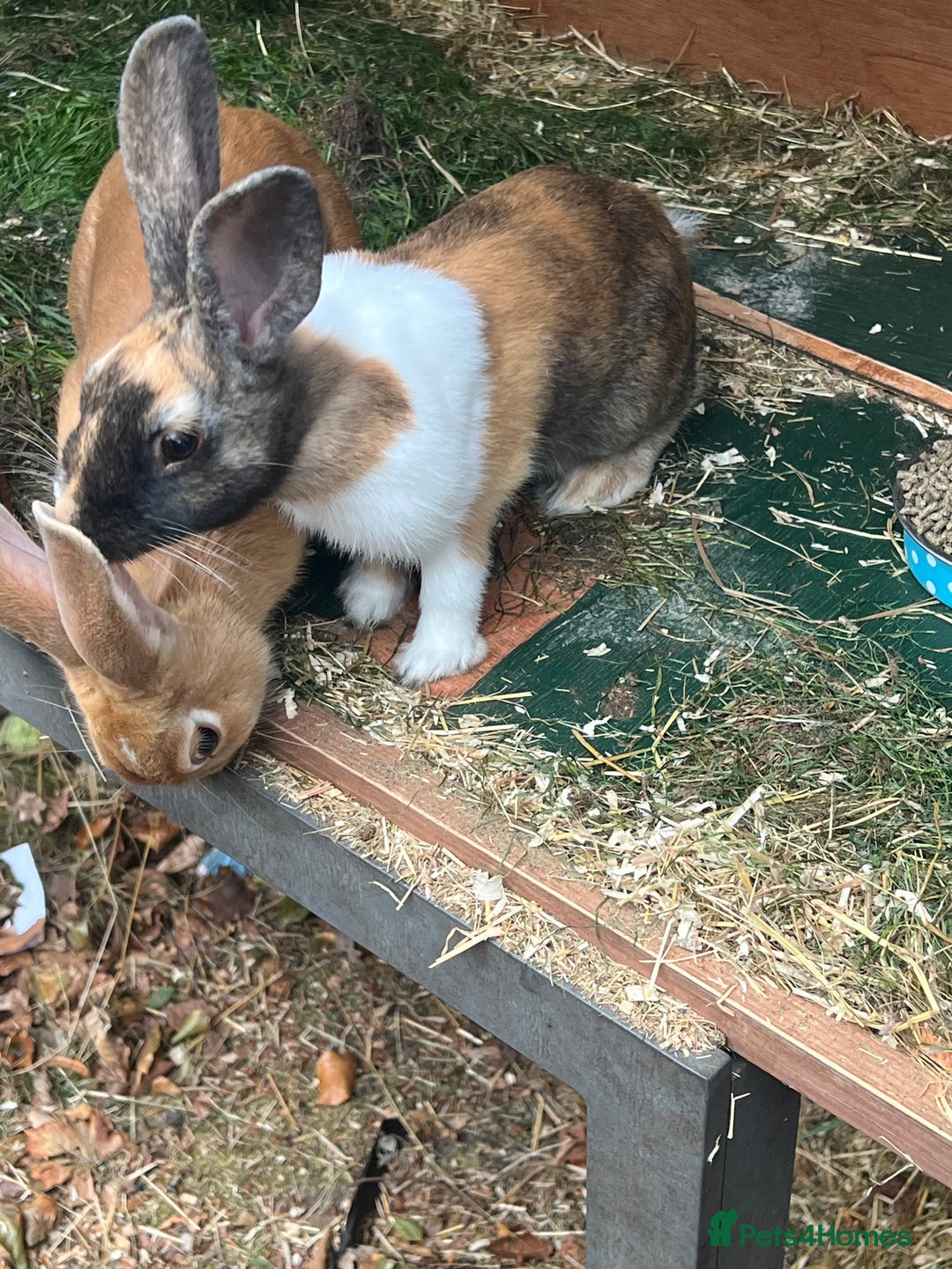 German Lop rabbits for sale: Two rabbits male and female  - Image 1
