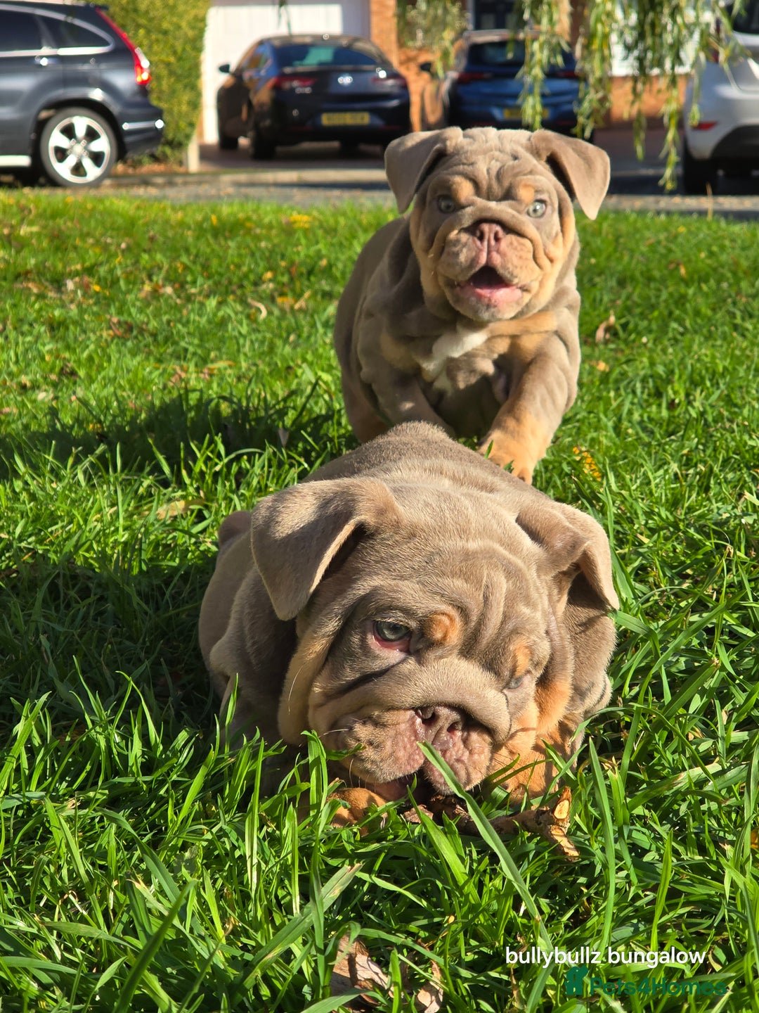English Bulldog dogs for sale: Lilac & tan full suit - Advert 8