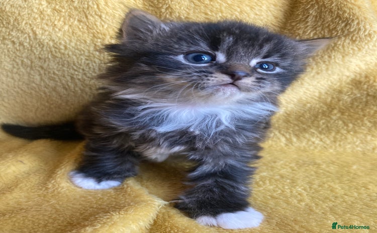 Maine Coon cats Maine coon  - Advert 1