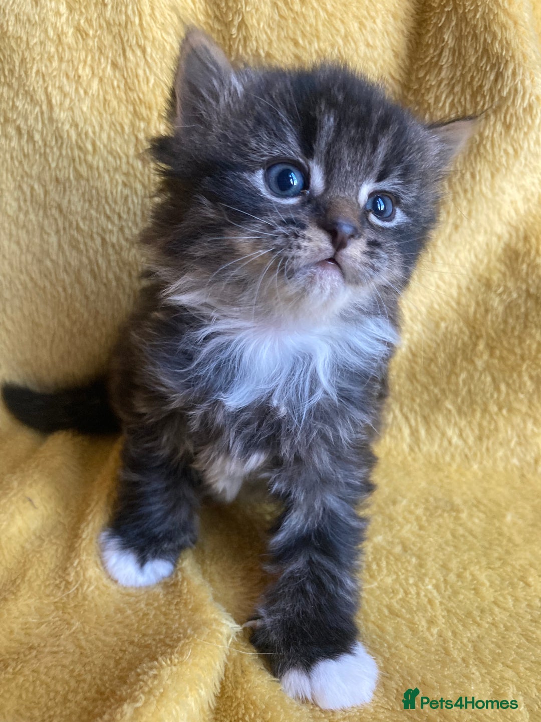 Maine Coon cats for sale: Maine coon  - Advert 1