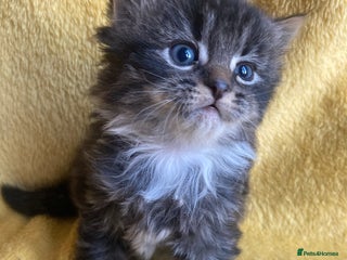 Maine Coon cats Maine coon - Advert 3