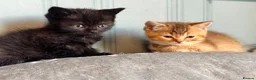 British Shorthair cats for sale: stunning affectionate Kittens available - Advert 18