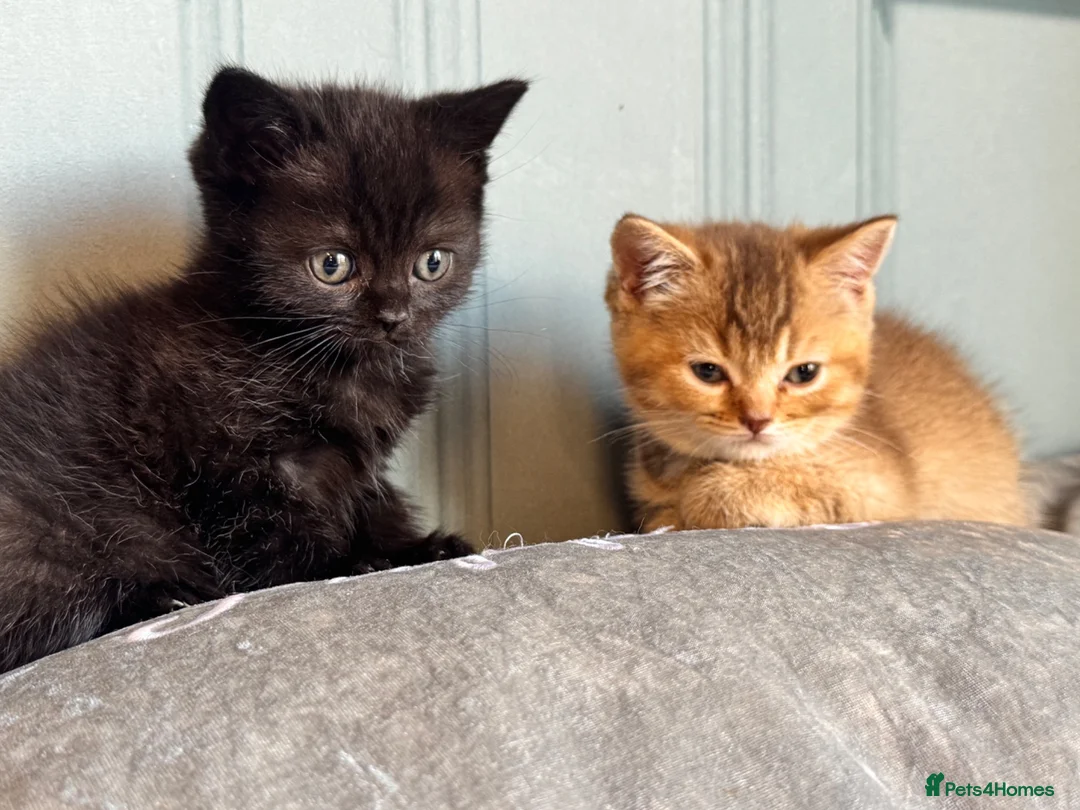 British Shorthair cats for sale: stunning affectionate Kittens available - Advert 18