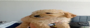Cavapoo 2