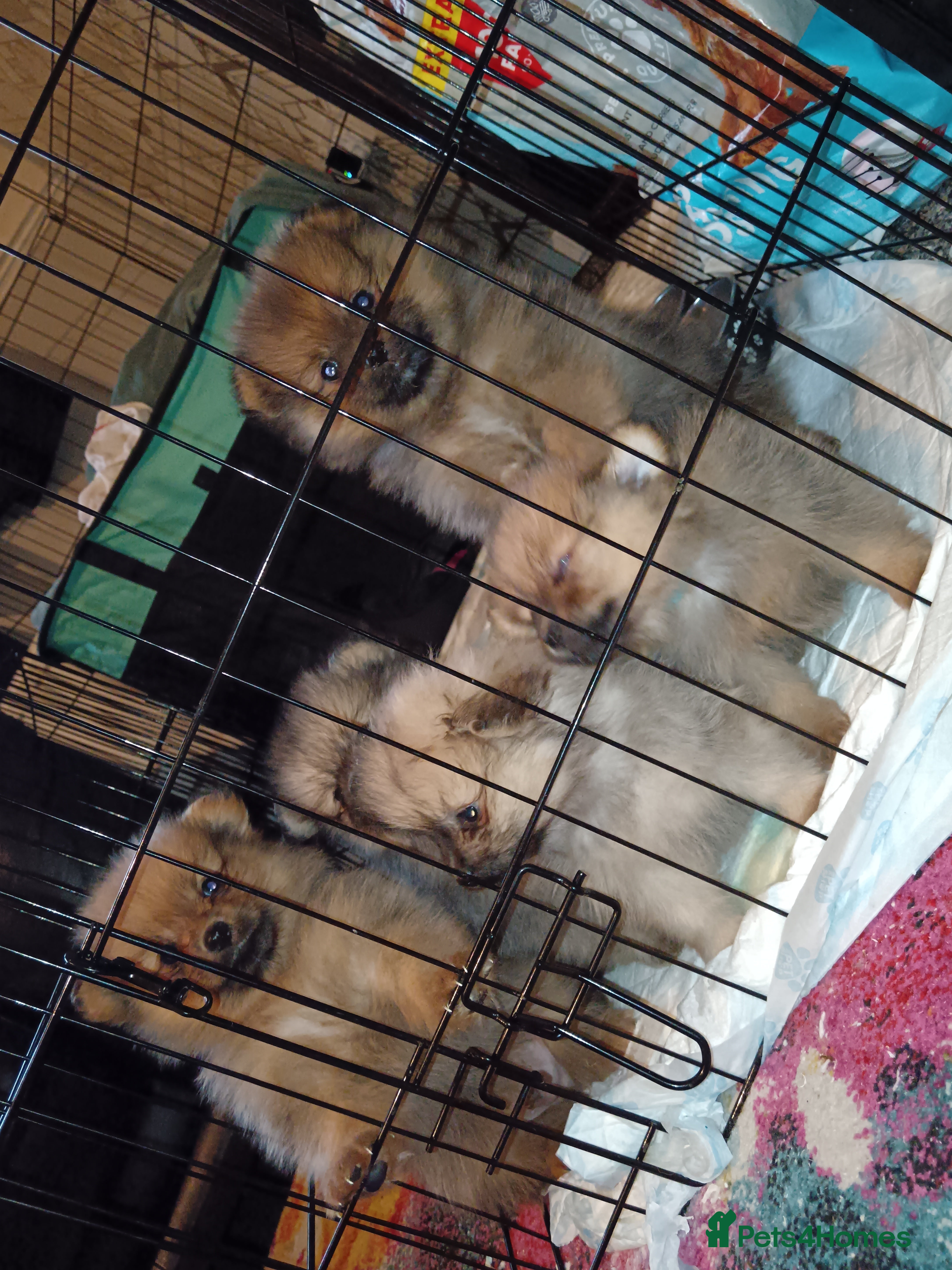 Pomeranian dogs 3 beautiful pomeranians  - Advert 2