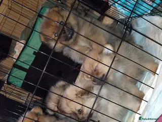 Pomeranian dogs 3 beautiful pomeranians - Advert 1