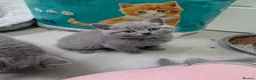 British Shorthair cats for sale: Blue British Shorthaired kittens 😺🐾 - Advert 12