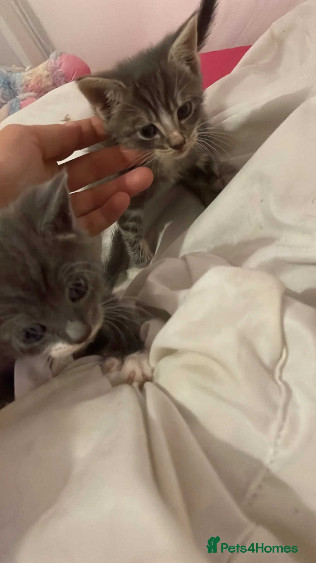 Mixed Breed cats for sale: 3 female kittens - Advert 3