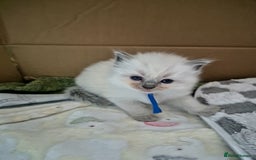 Ragdoll cats for sale: Beautiful Ragdoll Kittens, GCCF & Tica Registered - Image 36