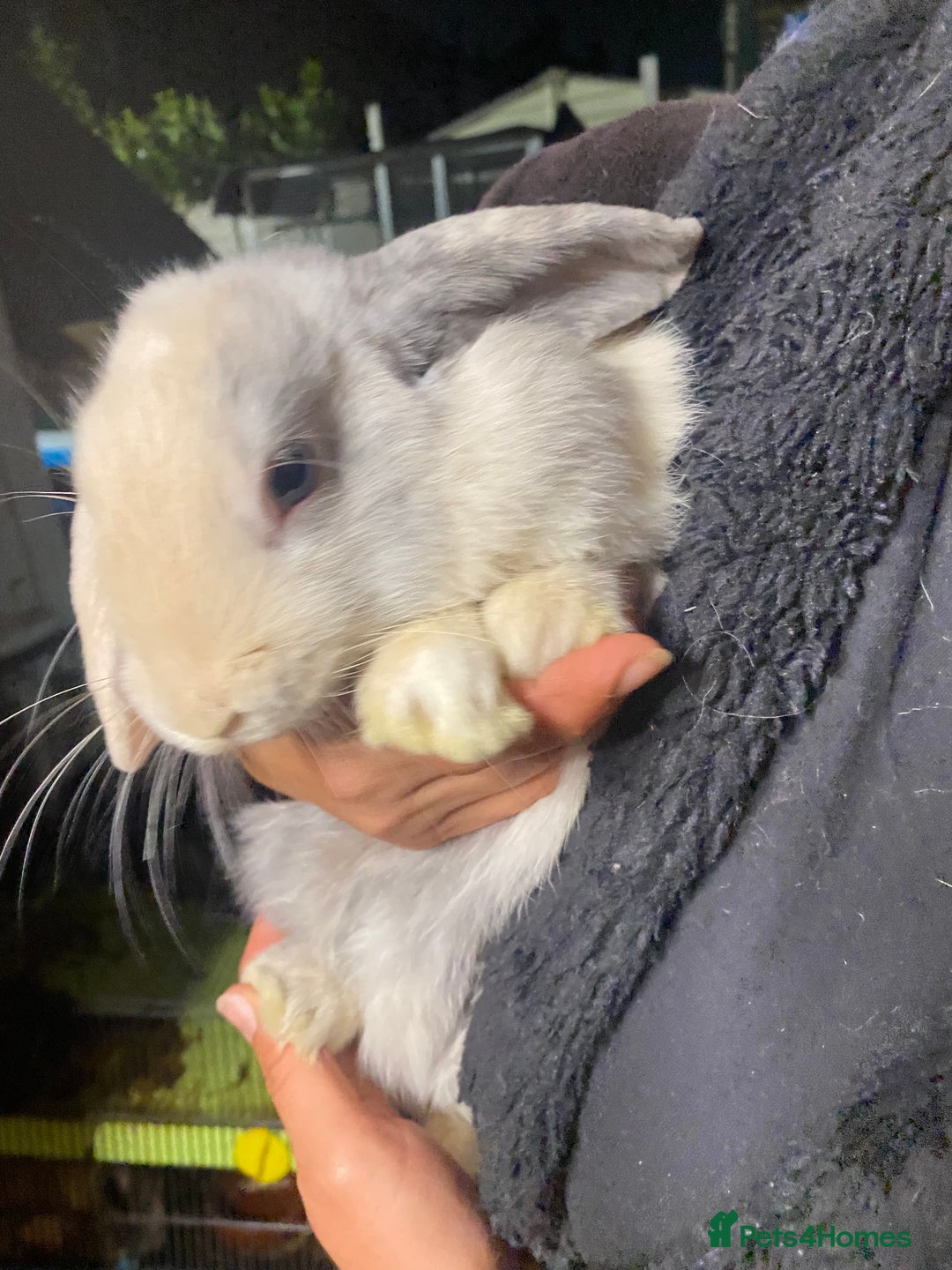 Mini Lop rabbits for sale: Mini lop bunnies for sale  - Image 3