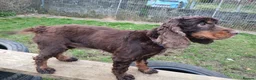 Cocker Spaniel dogs for sale: 6 Yr old show type cocker spaniel female - Advert 2