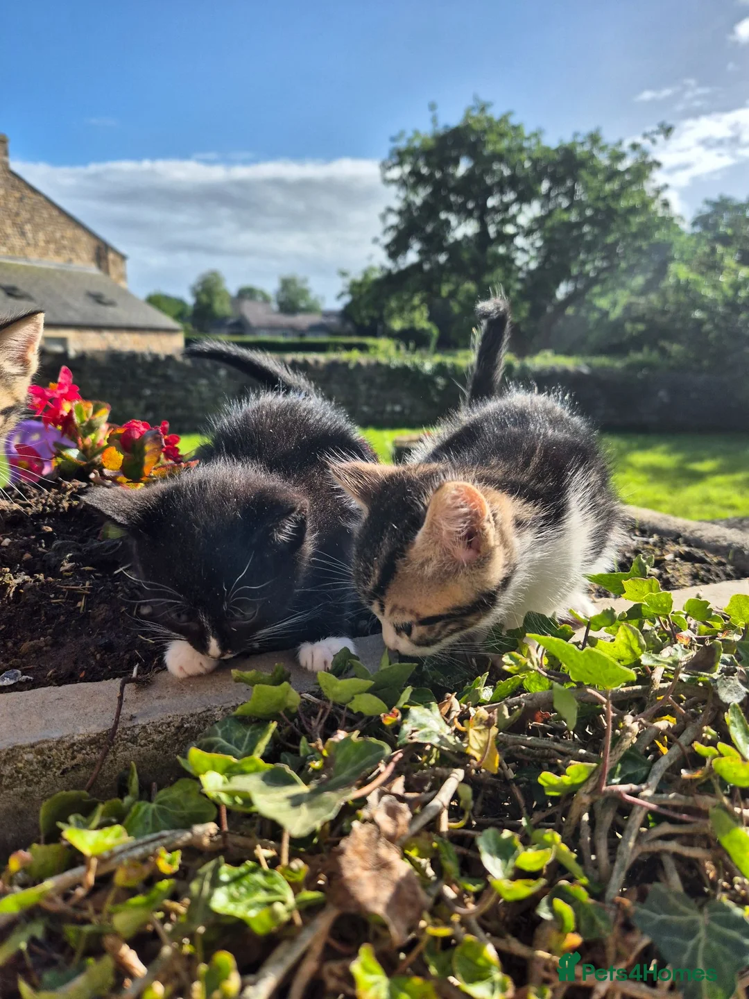 Mixed Breed cats for sale: TABBY KITTENS - READY NOW - Advert 11