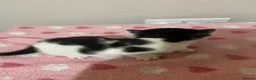 Mixed Breed cats for sale: Gorgeous Kittens  - Advert 6