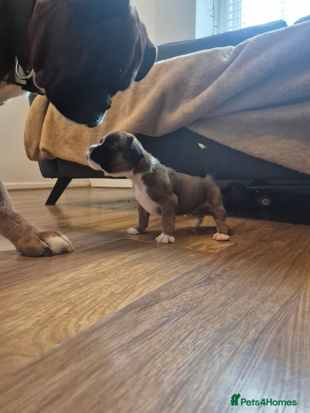 Boxer dogs for sale: STUNNING KC BOXER PUPPIES WITH CHAMPION BLOODLINES - Advert 11