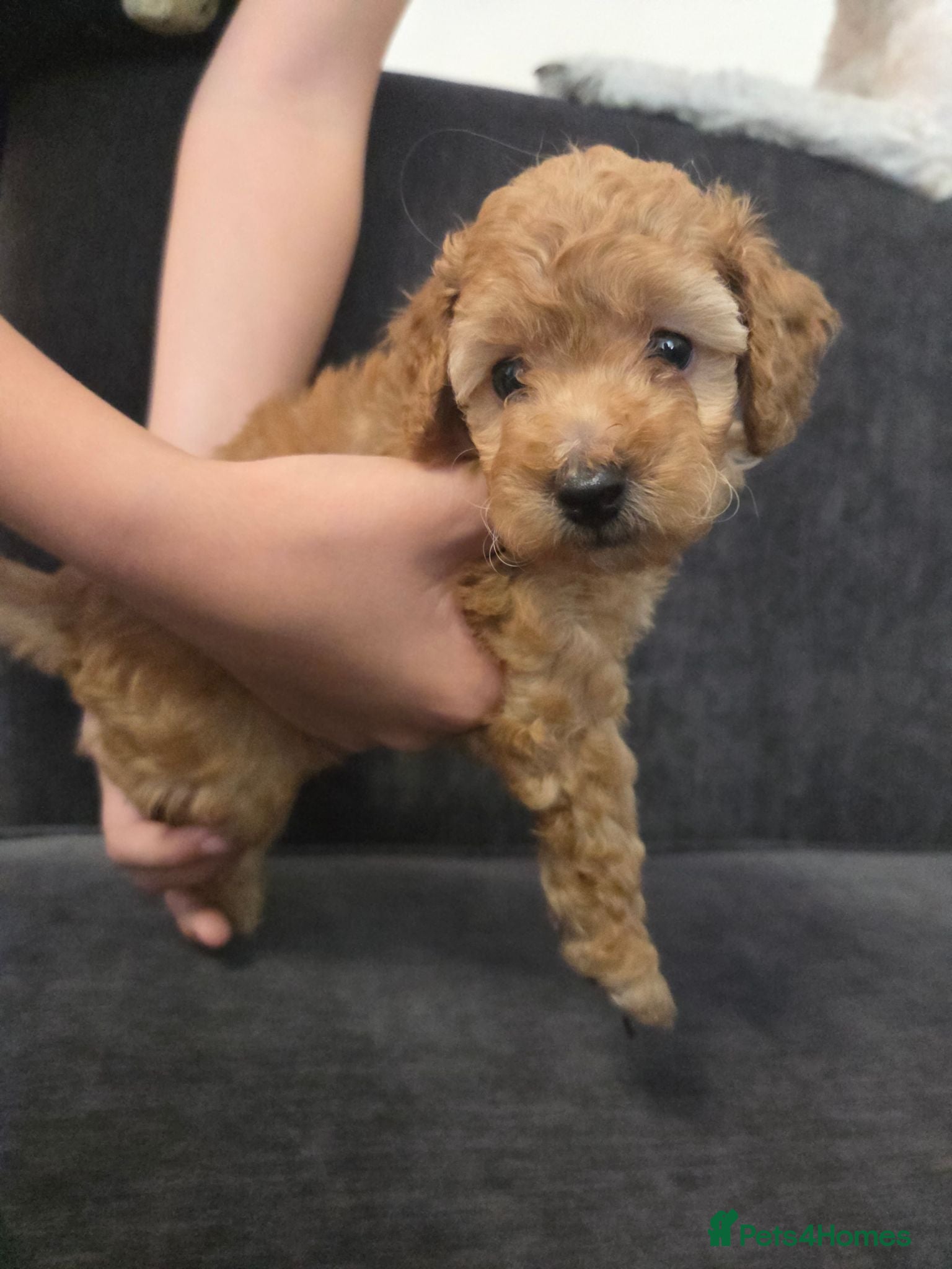 Toy Poodle dogs Beautiful homebred red toy poodle puppys - Advert 7