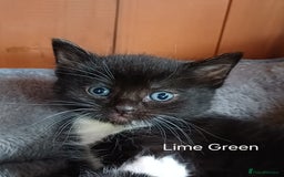 Mixed Breed cats for sale: 🐾 Adorable Black & White Kittens  🐾 - Image 5