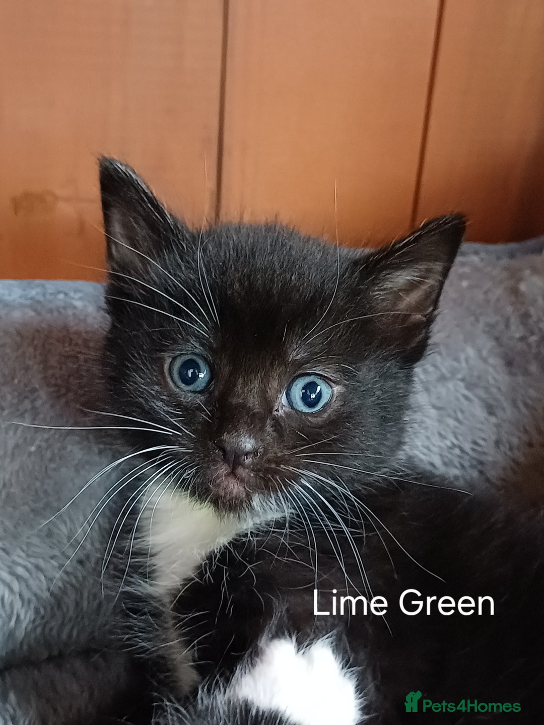 Mixed Breed cats for sale: 🐾 Adorable Black & White Kittens  🐾 - Image 5