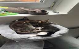 Domestic Shorthair cats for sale: Beautiful female kitten for sale - Image 4