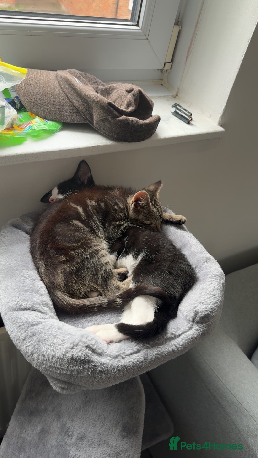 Domestic Shorthair cats for sale: Beautiful female kitten for sale - Image 4