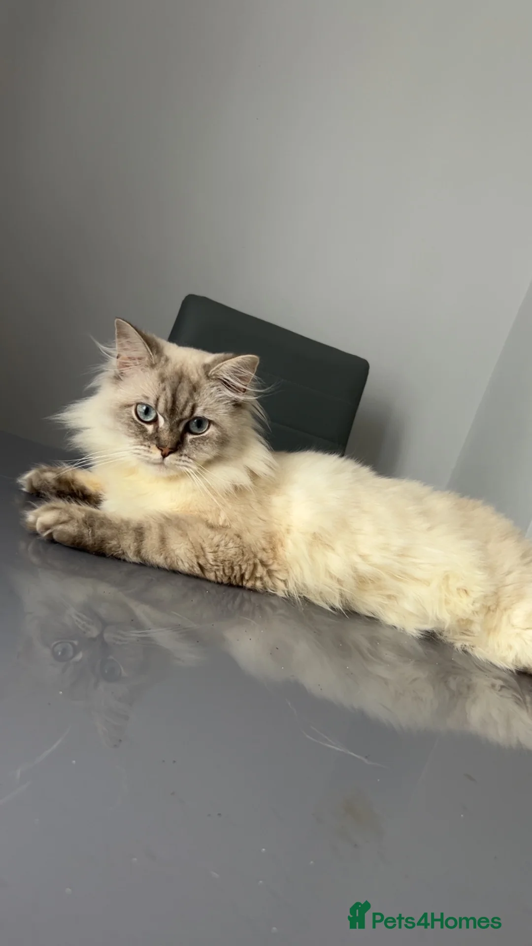 Mixed Breed cats for sale: Make British longhair/shorthair  - Advert 2