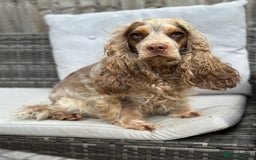 Cocker Spaniel dogs for sale: KC Chocolate & Tan Show Cocker Spaniel  - Image 3