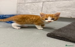 Mixed Breed cats for sale: 2 beautiful kittens left to find a home - Image 7