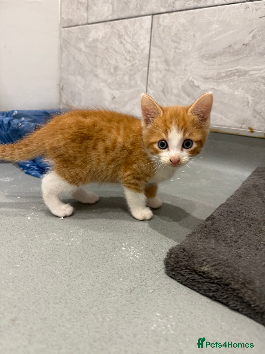 Mixed Breed cats for sale: 2 beautiful kittens left to find a home - Image 7