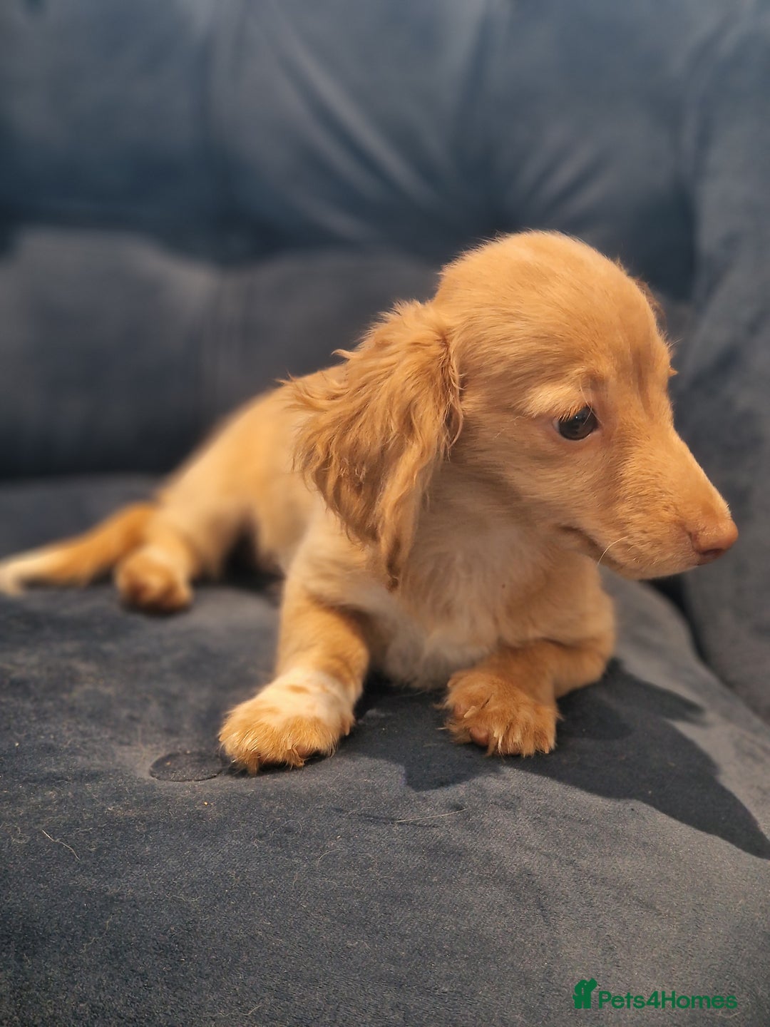 Miniature Dachshund dogs for sale: Cream Mini longhair Dachshund - Image 12