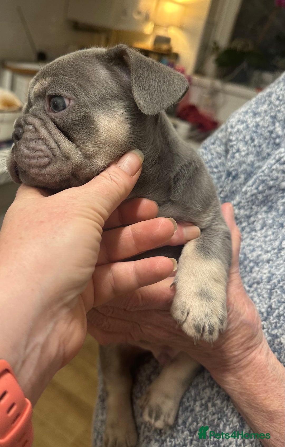 French Bulldog dogs for sale: French Bulldog Puppies  - Advert 15