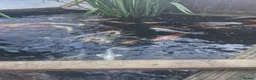 Koi Carp fish for sale: Koi carp various sizes - Advert 5