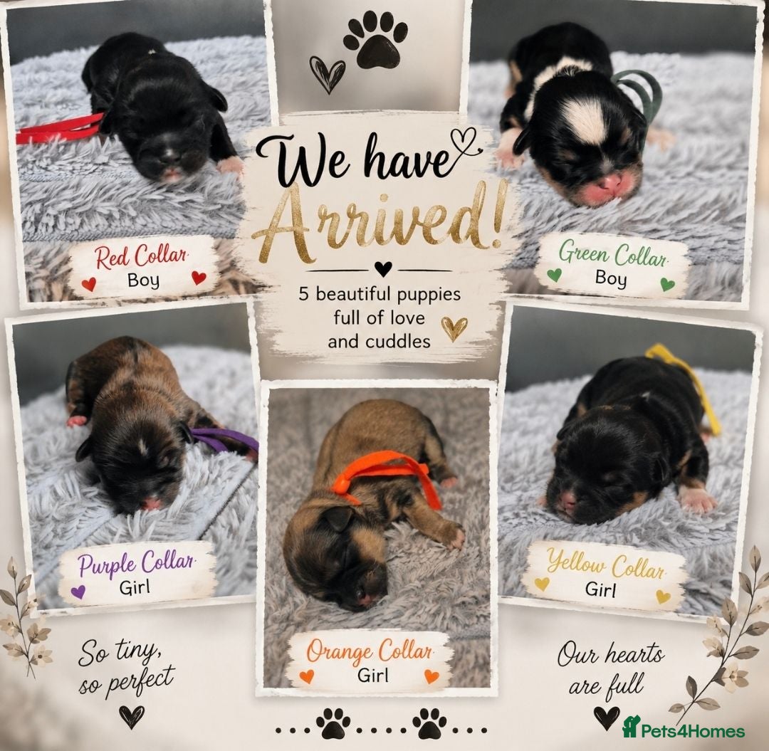 Lhasa Apso dogs KC LHASA APSO puppies due soon  - Advert 8