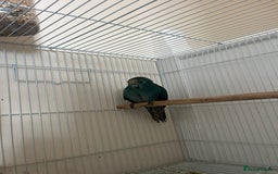 Lovebirds birds for sale: Kakariki bird  - Image 1