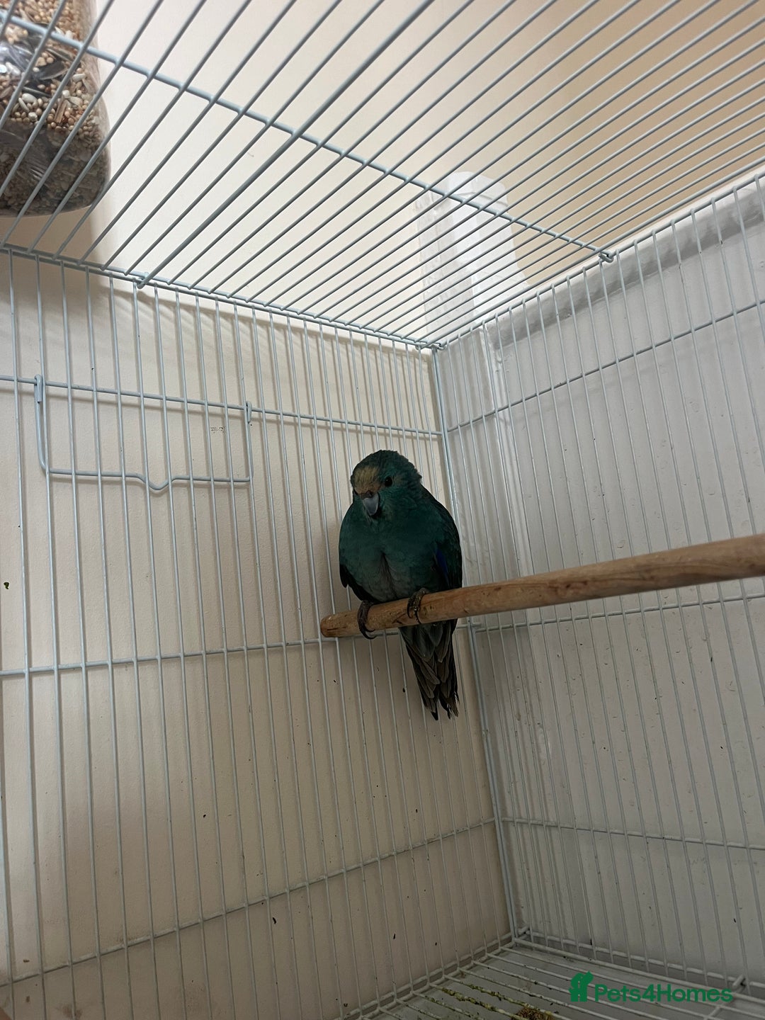 Lovebirds birds for sale: Kakariki bird  - Image 1