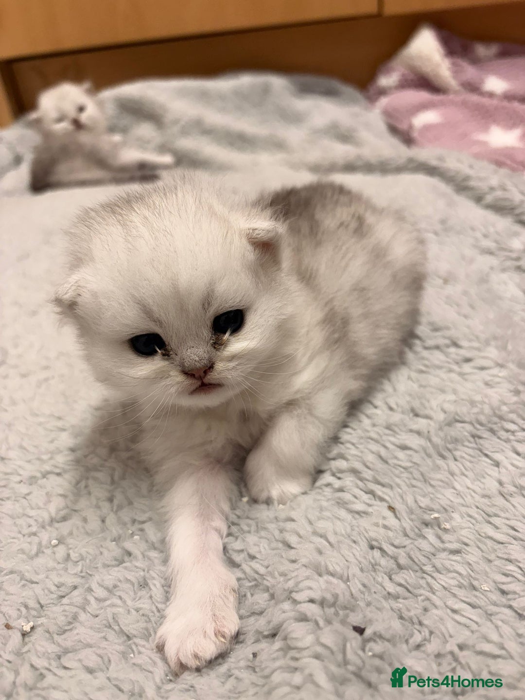 Persian cats for sale: Beautiful girl - Advert 5