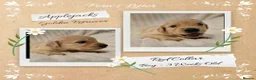 Golden Retriever dogs for sale: Quality Golden Retriever Puppies - Advert 9