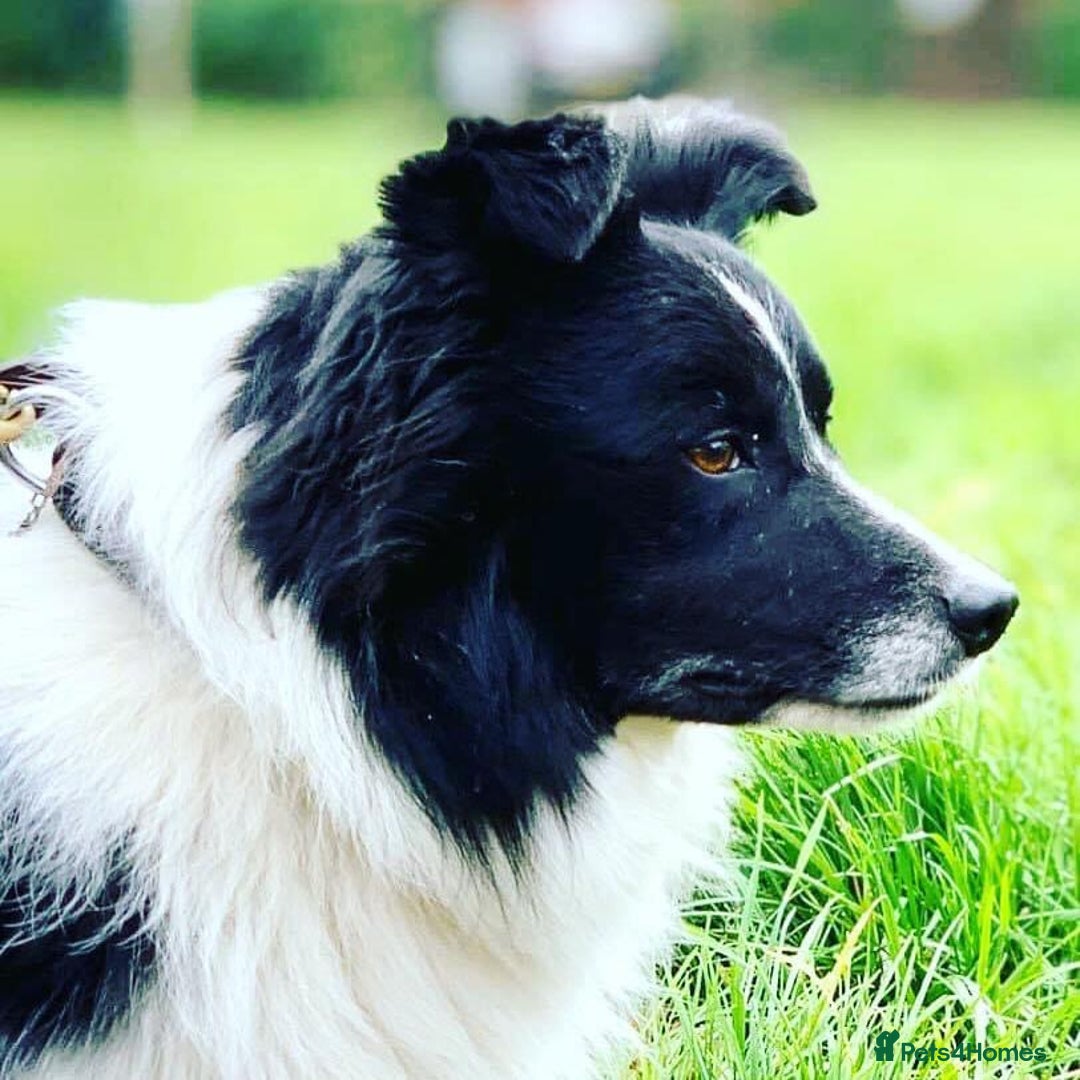 Border Collie dogs for sale: TopClass KC Health tested Border Collie Puppies  - Advert 19