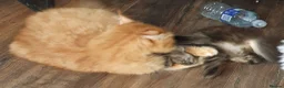 Maine Coon cats for sale: Fantastic Xl Main Coons Girls - Advert 7