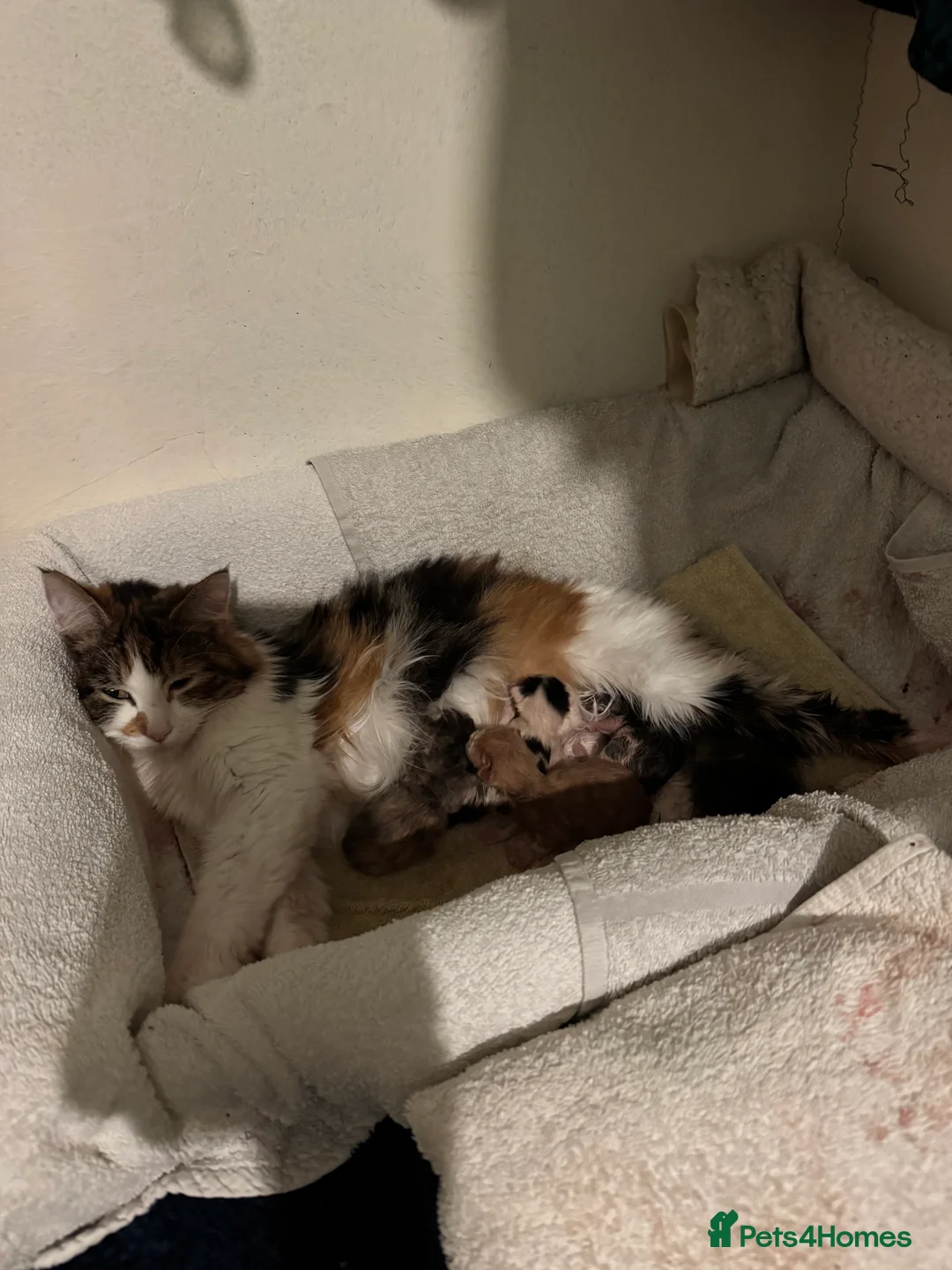 British Longhair cats for sale: 4 beautiful British long haired kittens for sale.  - Advert 10