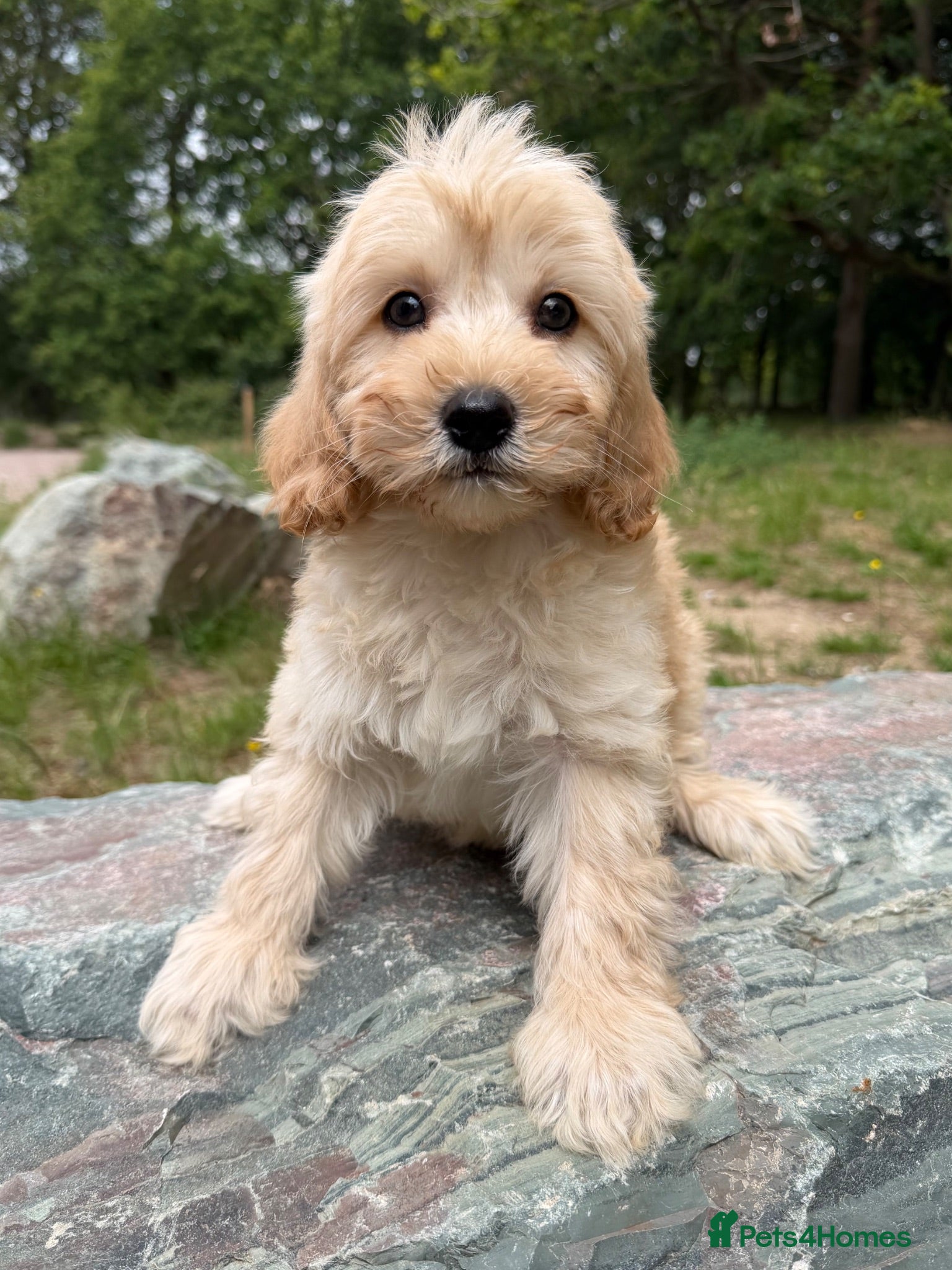 Cavapoo dogs £1250 Ready Now. - Advert 2