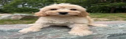 Cavapoo dogs for sale: £1250 Ready Now. - Advert 1