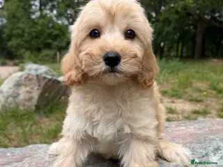 Cavapoo dogs £1250 Ready Now. - Advert 14