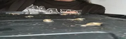 Snails invertebrates for sale: African baby snails  - Advert 2