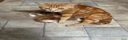 Mixed Breed cats for sale: Ginger and white kittens for sale - Advert 6