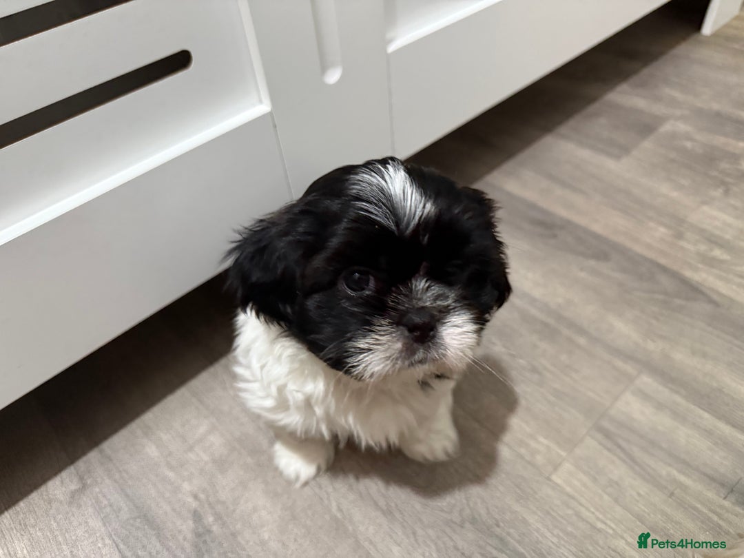 Shih Tzu dogs for sale: 3 beautiful shih tzus for sale  - Advert 9