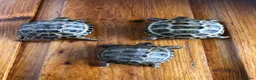 Tortoise reptiles for sale: Baby Horsfield Tortoise 2026 Hatchlings - Advert 3