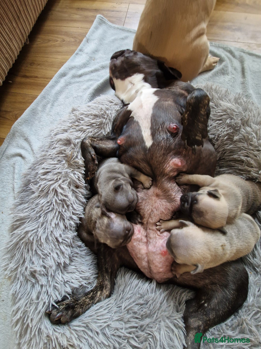 French Bulldog dogs for sale: *REDUCED*find forever homes Frenchbulldog puppies  - Image 4