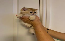 Scottish Fold cats for sale: LUXURY GOLDEN CHINCHILLA SCOTTISH FOLD KITTENS  - Image 4