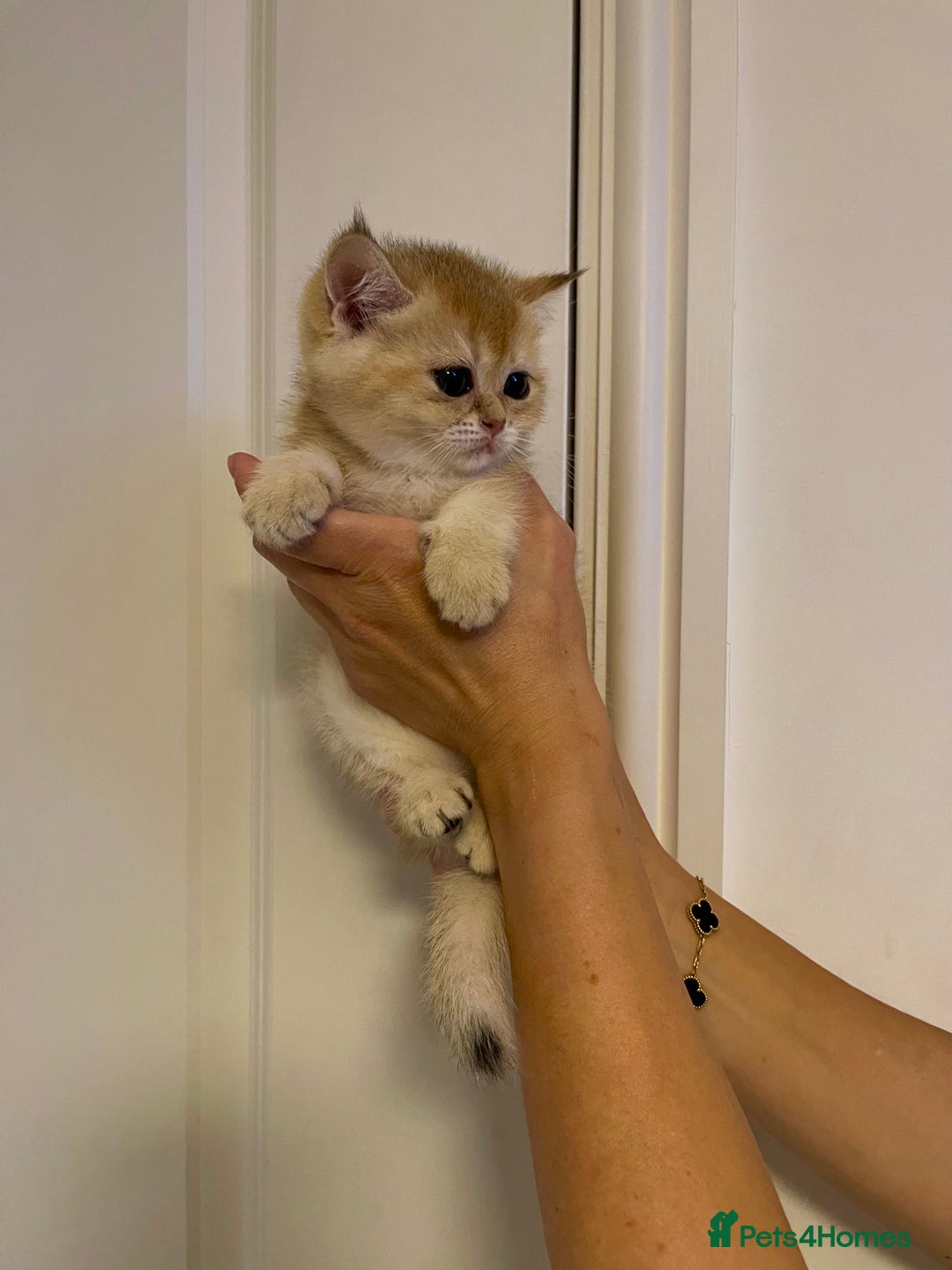 Scottish Fold cats for sale: LUXURY GOLDEN CHINCHILLA SCOTTISH FOLD KITTENS  - Image 4