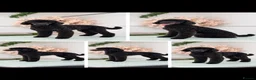 Toy Poodle dogs for sale: Toy poodle  - Advert 2